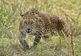 leopard-got-shock-while-chasing-monkey